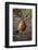 American Robin (Turdus Migratorius)-James Hager-Framed Photographic Print