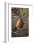 American Robin (Turdus Migratorius)-James Hager-Framed Photographic Print