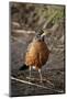 American Robin (Turdus Migratorius)-James Hager-Mounted Photographic Print