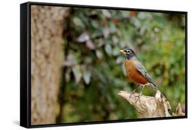 American Robin-Gary Carter-Framed Stretched Canvas