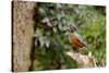 American Robin-Gary Carter-Stretched Canvas