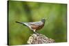 American Robin-Gary Carter-Stretched Canvas