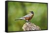 American Robin-Gary Carter-Framed Stretched Canvas