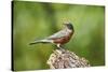American Robin-Gary Carter-Stretched Canvas