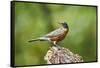 American Robin-Gary Carter-Framed Stretched Canvas