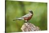 American Robin-Gary Carter-Stretched Canvas