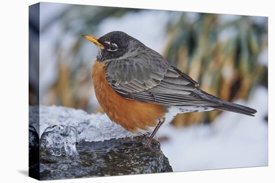 American Robin-Gary Carter-Stretched Canvas