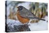 American Robin-Gary Carter-Stretched Canvas