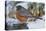 American Robin-Gary Carter-Stretched Canvas