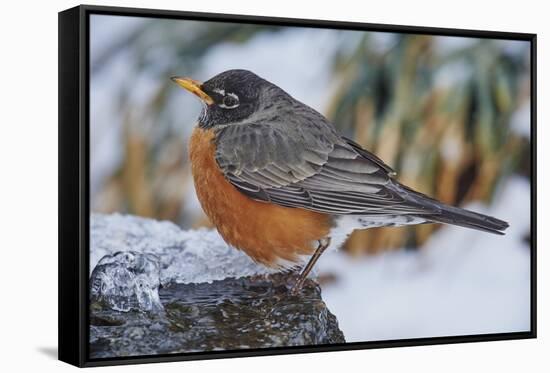 American Robin-Gary Carter-Framed Stretched Canvas