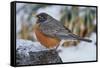 American Robin-Gary Carter-Framed Stretched Canvas