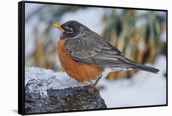 American Robin-Gary Carter-Framed Stretched Canvas