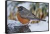 American Robin-Gary Carter-Framed Stretched Canvas