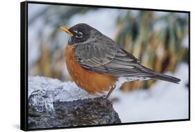 American Robin-Gary Carter-Framed Stretched Canvas