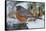 American Robin-Gary Carter-Framed Stretched Canvas