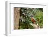 American Robin-Gary Carter-Framed Photographic Print