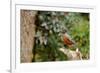 American Robin-Gary Carter-Framed Photographic Print