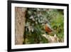 American Robin-Gary Carter-Framed Photographic Print