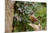 American Robin-Gary Carter-Mounted Photographic Print