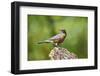 American Robin-Gary Carter-Framed Photographic Print