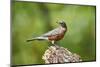 American Robin-Gary Carter-Mounted Photographic Print