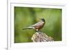 American Robin-Gary Carter-Framed Photographic Print