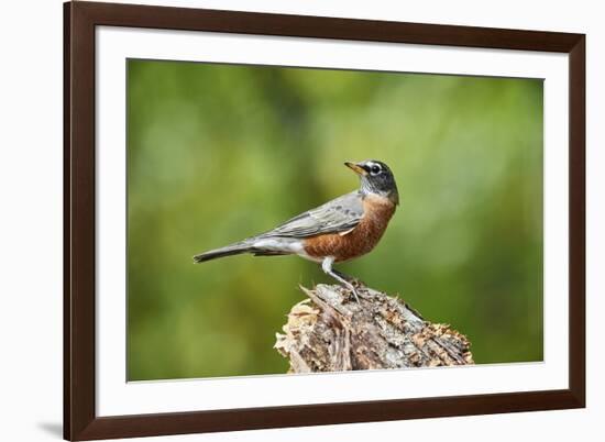 American Robin-Gary Carter-Framed Photographic Print