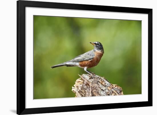 American Robin-Gary Carter-Framed Photographic Print