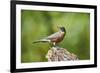 American Robin-Gary Carter-Framed Photographic Print