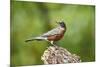 American Robin-Gary Carter-Mounted Photographic Print