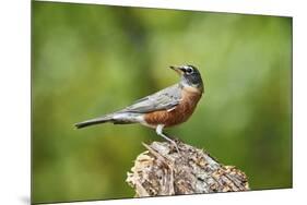 American Robin-Gary Carter-Mounted Photographic Print