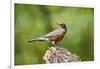 American Robin-Gary Carter-Framed Photographic Print