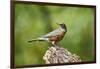 American Robin-Gary Carter-Framed Photographic Print