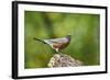 American Robin-Gary Carter-Framed Photographic Print