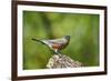 American Robin-Gary Carter-Framed Photographic Print