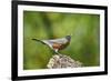 American Robin-Gary Carter-Framed Photographic Print