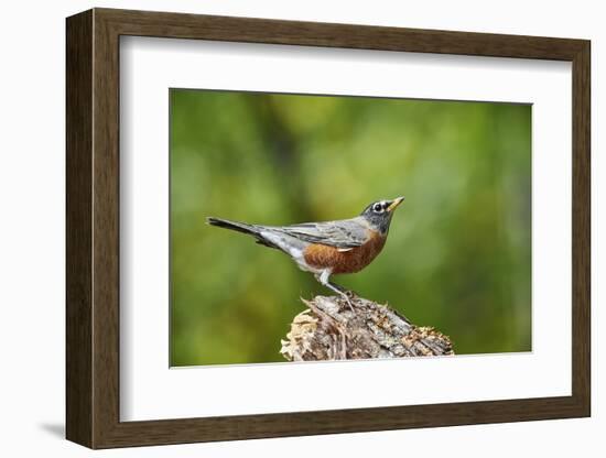 American Robin-Gary Carter-Framed Photographic Print