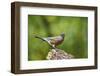 American Robin-Gary Carter-Framed Photographic Print