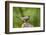 American Robin-Gary Carter-Framed Photographic Print