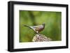 American Robin-Gary Carter-Framed Photographic Print