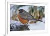 American Robin-Gary Carter-Framed Photographic Print