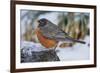 American Robin-Gary Carter-Framed Photographic Print