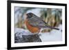 American Robin-Gary Carter-Framed Photographic Print