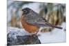 American Robin-Gary Carter-Mounted Photographic Print