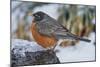 American Robin-Gary Carter-Mounted Photographic Print