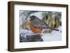 American Robin-Gary Carter-Framed Photographic Print