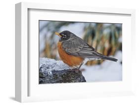 American Robin-Gary Carter-Framed Photographic Print