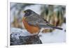 American Robin-Gary Carter-Framed Photographic Print