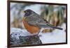 American Robin-Gary Carter-Framed Photographic Print