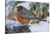 American Robin-Gary Carter-Stretched Canvas